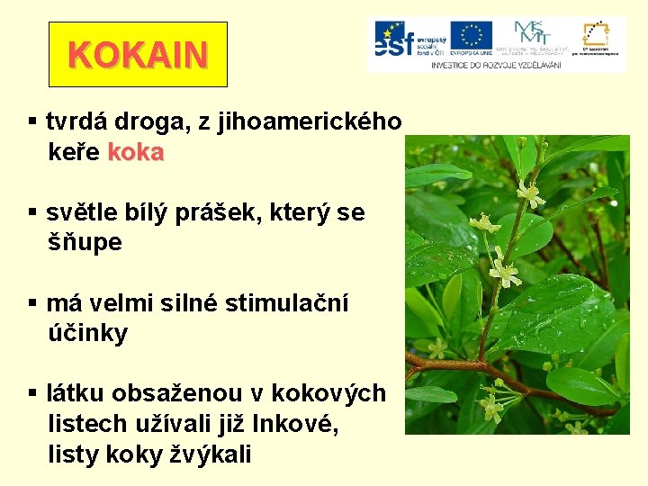KOKAIN § tvrdá droga, z jihoamerického keře koka § světle bílý prášek, který se