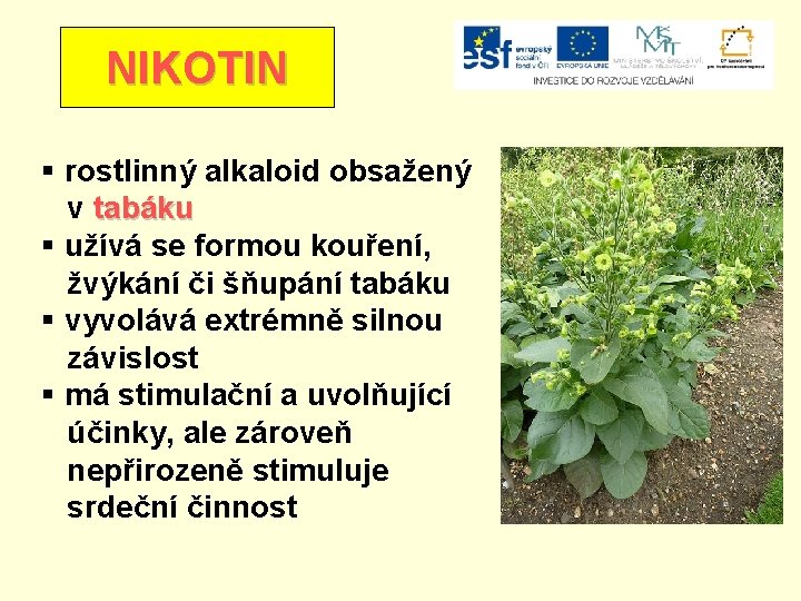 NIKOTIN § rostlinný alkaloid obsažený v tabáku § užívá se formou kouření, žvýkání či