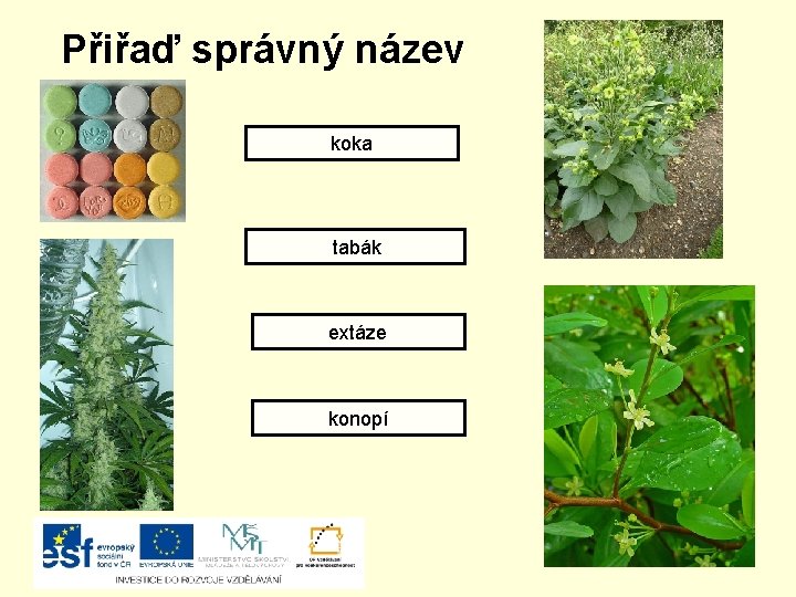 Přiřaď správný název koka tabák extáze konopí 