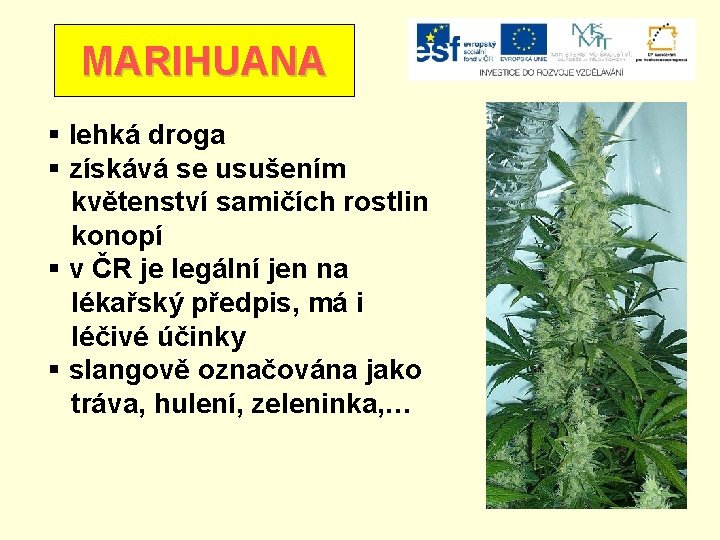 MARIHUANA § lehká droga § získává se usušením květenství samičích rostlin konopí § v