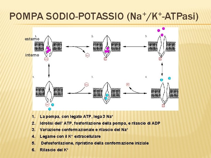 POMPA SODIO-POTASSIO (Na+/K+-ATPasi) esterno interno 1. La pompa, con legato ATP, lega 3 Na+