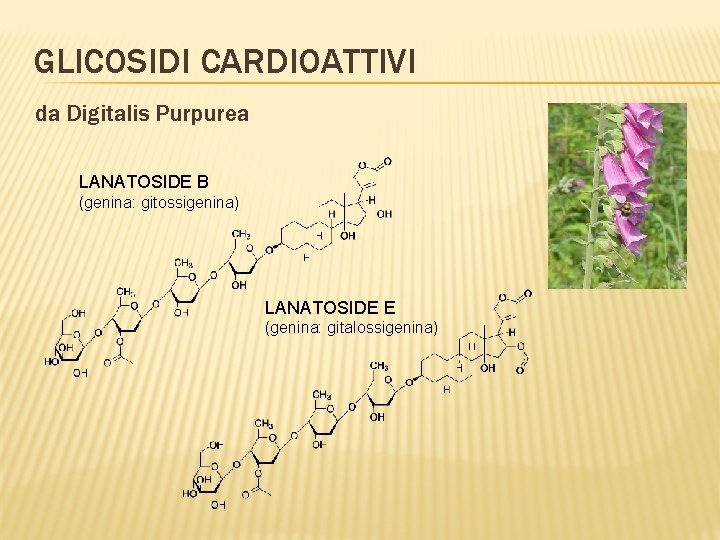 GLICOSIDI CARDIOATTIVI da Digitalis Purpurea LANATOSIDE B (genina: gitossigenina) LANATOSIDE E (genina: gitalossigenina) 