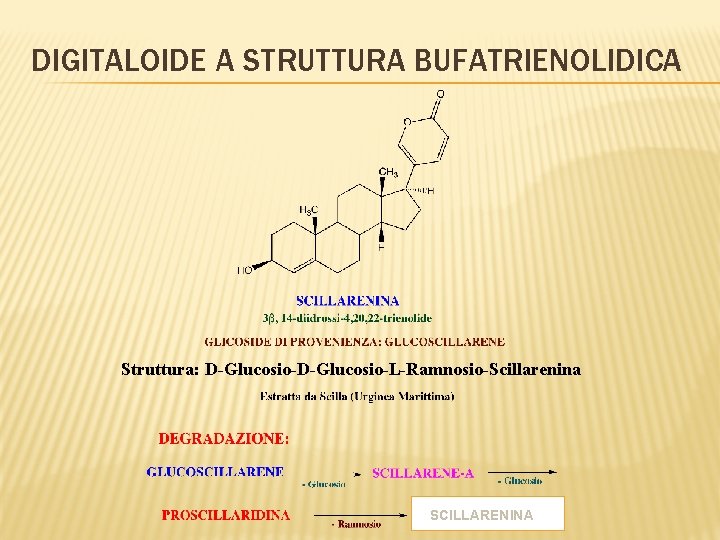 DIGITALOIDE A STRUTTURA BUFATRIENOLIDICA Struttura: D-Glucosio-L-Ramnosio-Scillarenina SCILLARENINA 