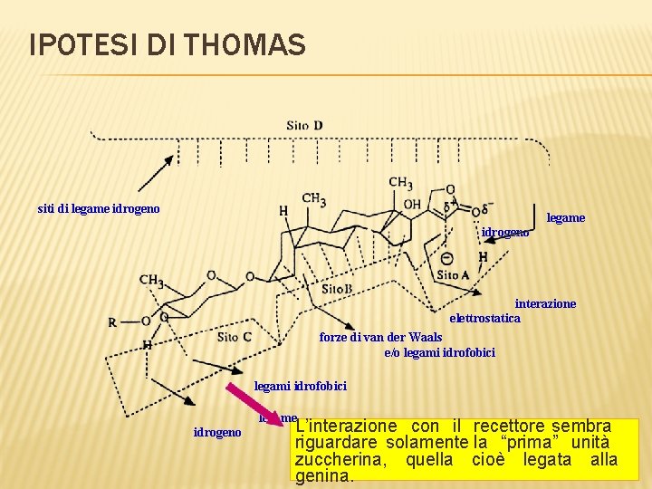 IPOTESI DI THOMAS siti di legame idrogeno interazione elettrostatica forze di van der Waals