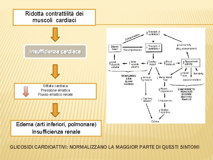 Ridotta contrattilità dei muscoli cardiaci Insufficienza cardiaca Gittata cardiaca Pressione ematica Flusso ematico renale