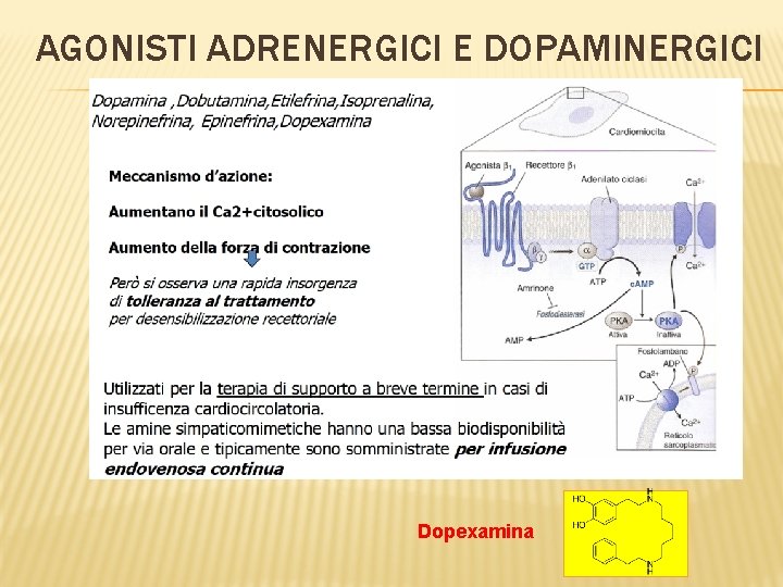 AGONISTI ADRENERGICI E DOPAMINERGICI Dopexamina 