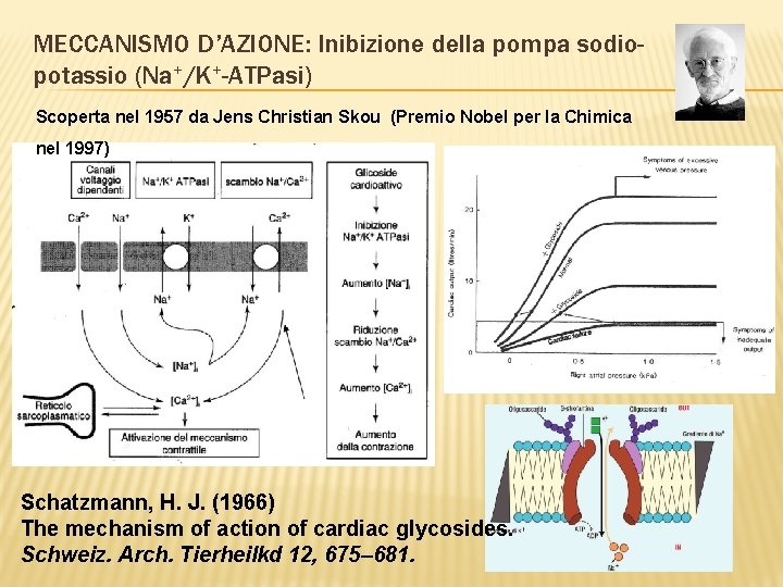 MECCANISMO D’AZIONE: Inibizione della pompa sodiopotassio (Na+/K+-ATPasi) Scoperta nel 1957 da Jens Christian Skou