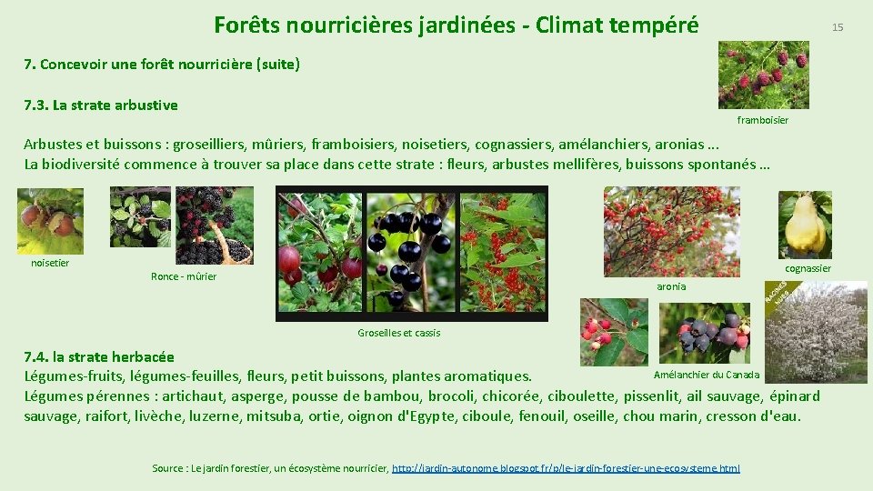 Forêts nourricières jardinées - Climat tempéré 15 7. Concevoir une forêt nourricière (suite) 7.