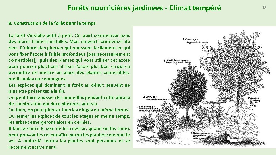 Forêts nourricières jardinées - Climat tempéré 8. Construction de la forêt dans le temps