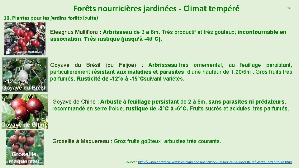 Forêts nourricières jardinées - Climat tempéré 26 10. Plantes pour les jardins-forêts (suite) Eleagnus