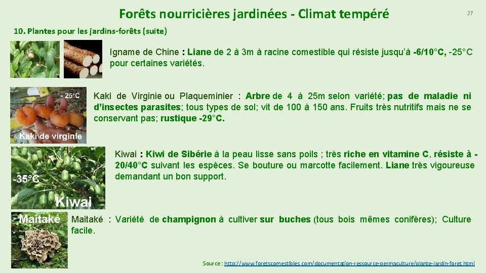 Forêts nourricières jardinées - Climat tempéré 27 10. Plantes pour les jardins-forêts (suite) Igname