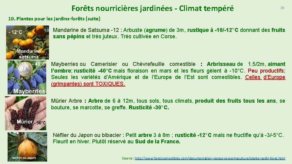 Forêts nourricières jardinées - Climat tempéré 28 10. Plantes pour les jardins-forêts (suite) Mandarine