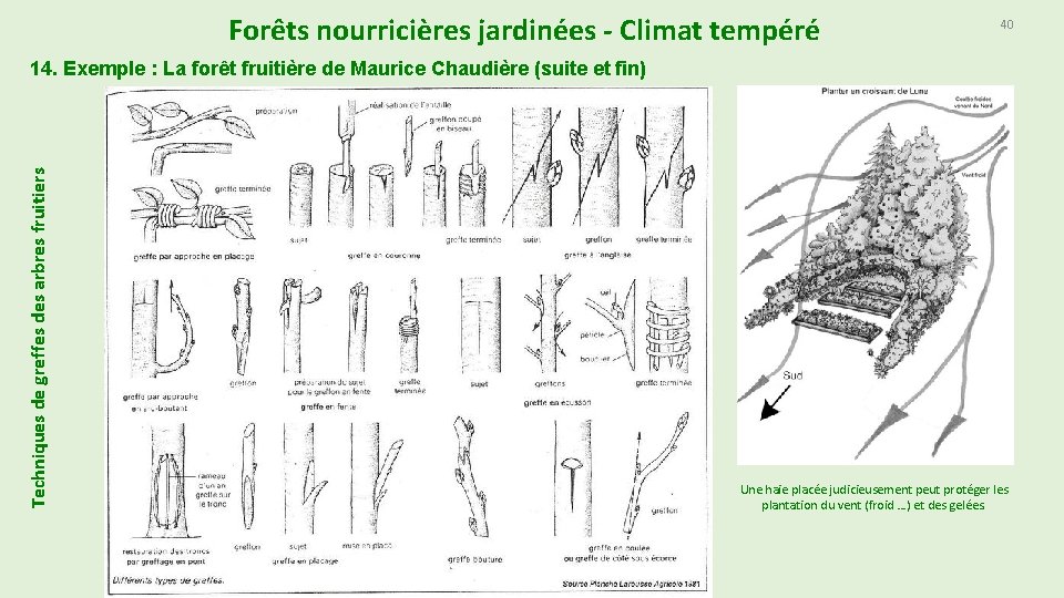 Forêts nourricières jardinées - Climat tempéré 40 Techniques de greffes des arbres fruitiers 14.