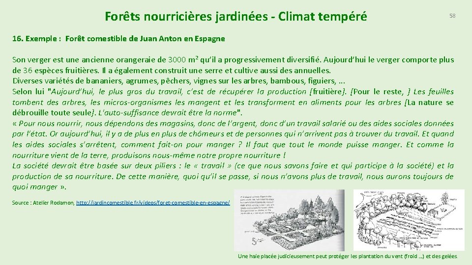 Forêts nourricières jardinées - Climat tempéré 58 16. Exemple : Forêt comestible de Juan