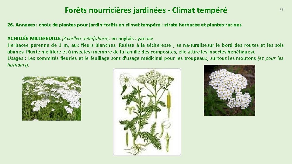 Forêts nourricières jardinées - Climat tempéré 87 26. Annexes : choix de plantes pour