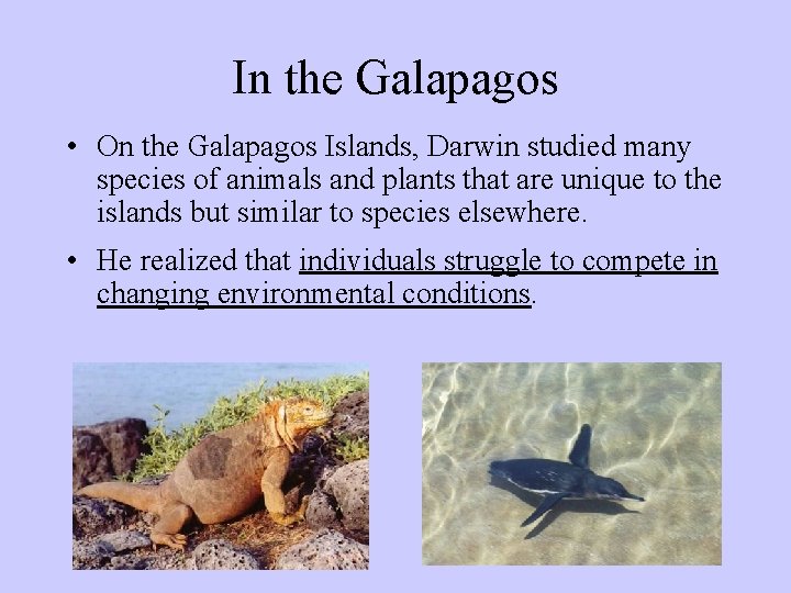 In the Galapagos • On the Galapagos Islands, Darwin studied many species of animals