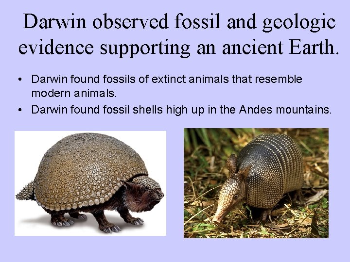 Darwin observed fossil and geologic evidence supporting an ancient Earth. • Darwin found fossils