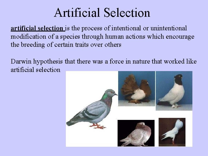 Artificial Selection artificial selection is the process of intentional or unintentional modification of a