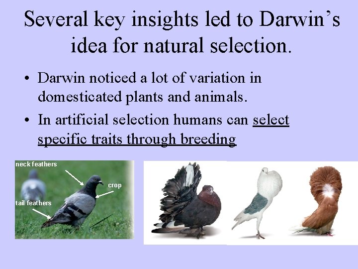 Several key insights led to Darwin’s idea for natural selection. • Darwin noticed a