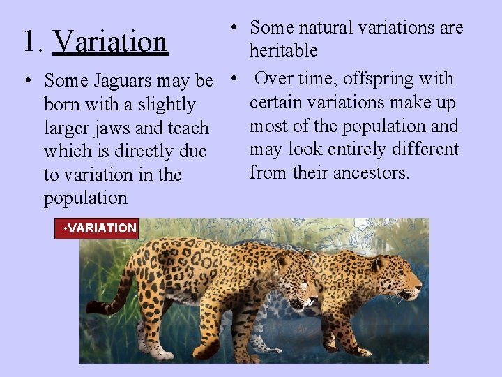  • Some natural variations are 1. Variation heritable • Some Jaguars may be