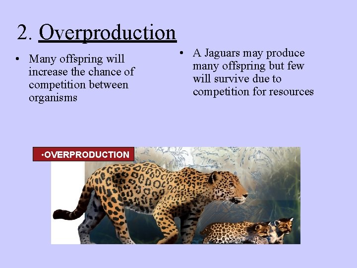 2. Overproduction • Many offspring will increase the chance of competition between organisms •