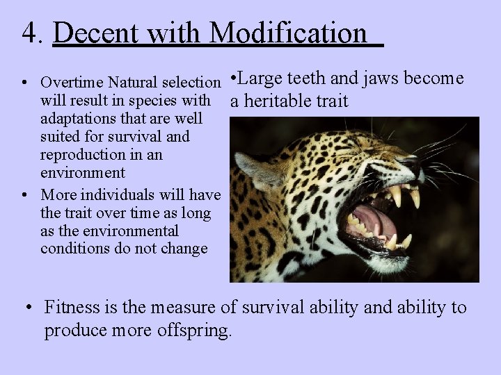 4. Decent with Modification • Overtime Natural selection • Large teeth and jaws become