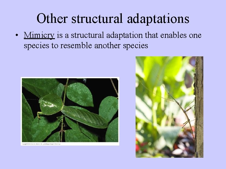 Other structural adaptations • Mimicry is a structural adaptation that enables one species to