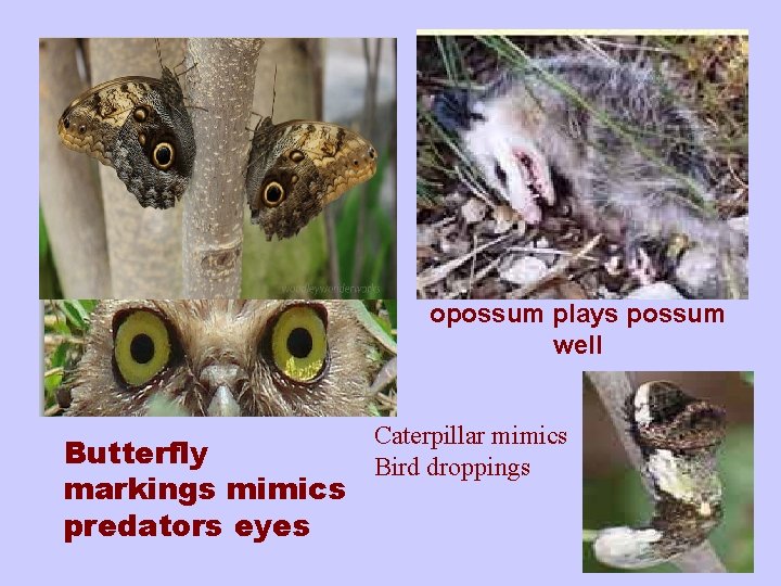 opossum plays possum well Butterfly markings mimics predators eyes Caterpillar mimics Bird droppings 