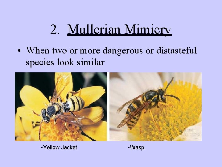 2. Mullerian Mimicry • When two or more dangerous or distasteful species look similar