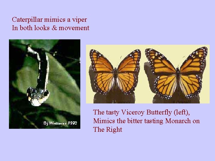 Caterpillar mimics a viper In both looks & movement The tasty Viceroy Butterfly (left),