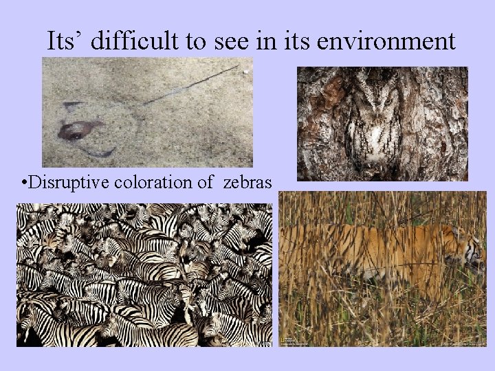 Its’ difficult to see in its environment • Disruptive coloration of zebras 