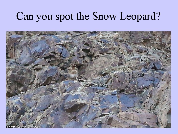 Can you spot the Snow Leopard? 