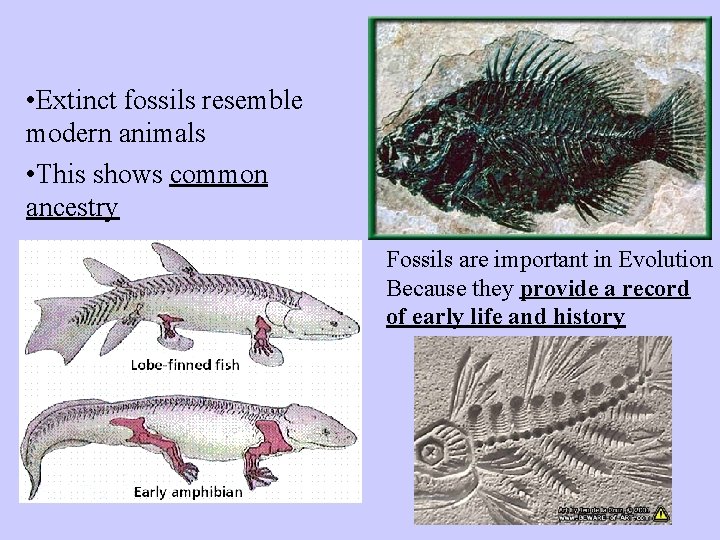  • Extinct fossils resemble modern animals • This shows common ancestry Fossils are