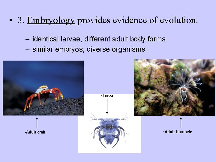  • 3. Embryology provides evidence of evolution. – identical larvae, different adult body