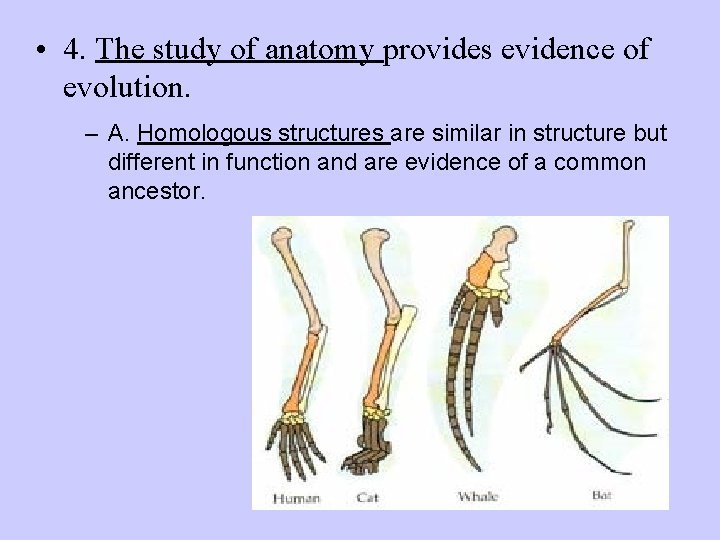  • 4. The study of anatomy provides evidence of evolution. – A. Homologous