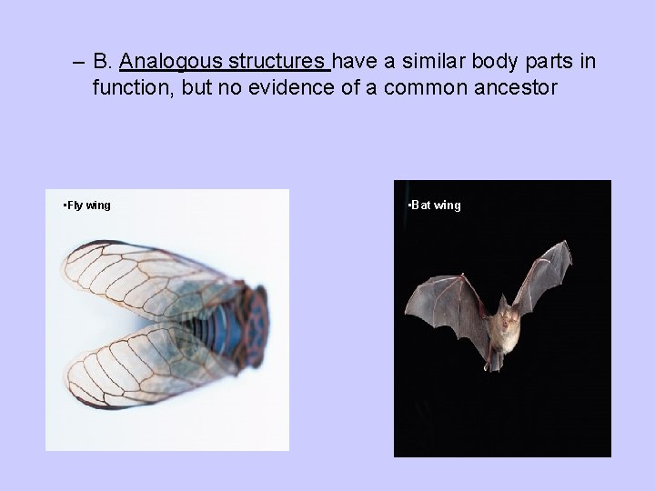 – B. Analogous structures have a similar body parts in function, but no evidence