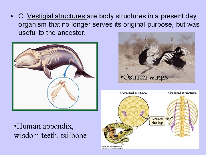  • C. Vestigial structures are body structures in a present day organism that