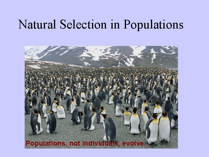 Natural Selection in Populations, not individuals, evolve. 