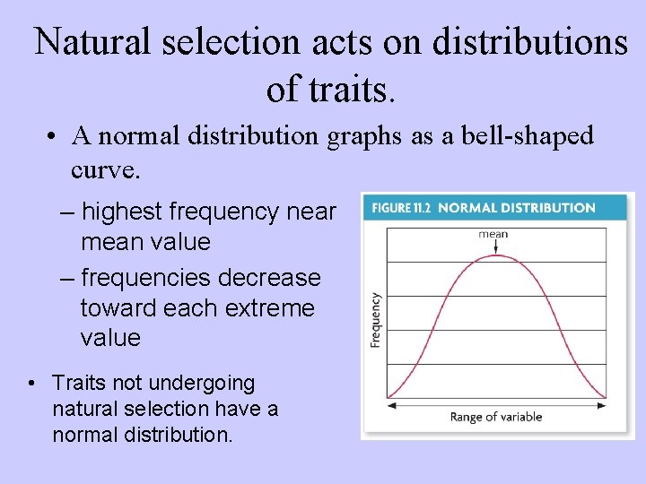 Natural selection acts on distributions of traits. • A normal distribution graphs as a