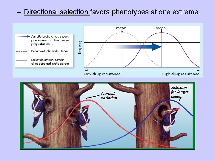 – Directional selection favors phenotypes at one extreme. Normal variation Selection for longer beaks