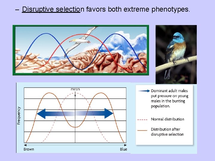 – Disruptive selection favors both extreme phenotypes. 