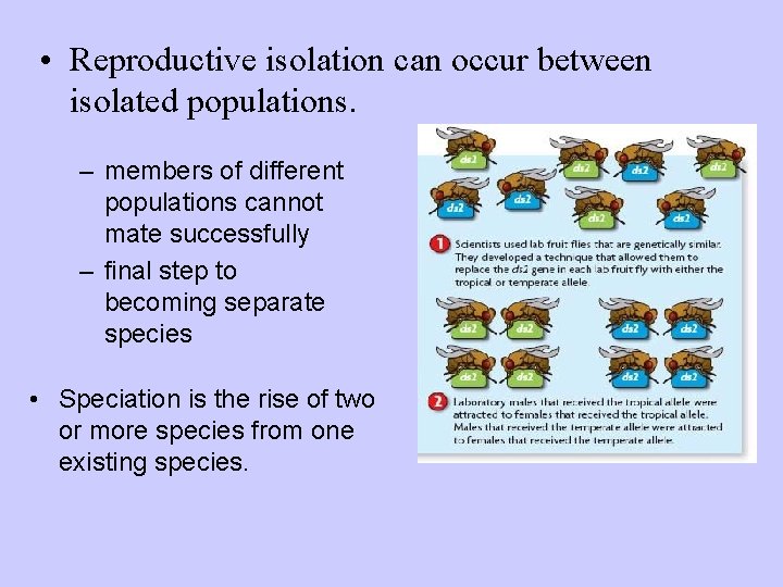  • Reproductive isolation can occur between isolated populations. – members of different populations