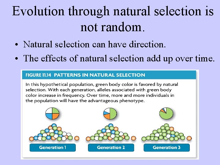 Evolution through natural selection is not random. • Natural selection can have direction. •