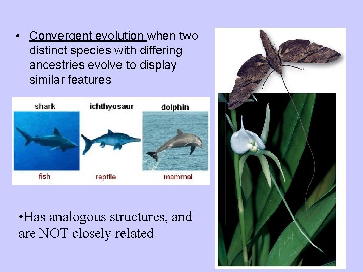  • Convergent evolution when two distinct species with differing ancestries evolve to display