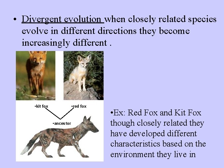  • Divergent evolution when closely related species evolve in different directions they become