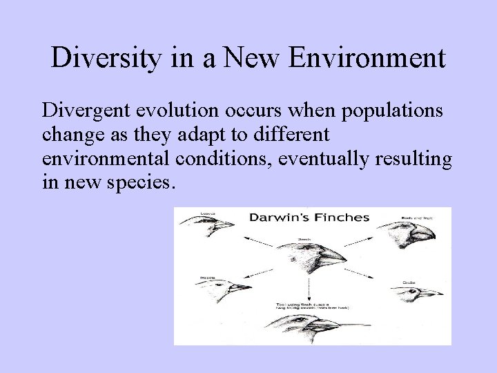 Diversity in a New Environment Divergent evolution occurs when populations change as they adapt