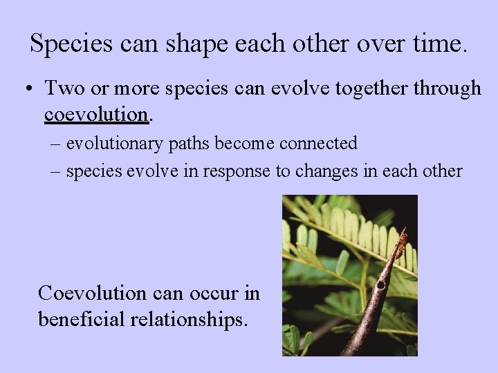 Species can shape each other over time. • Two or more species can evolve