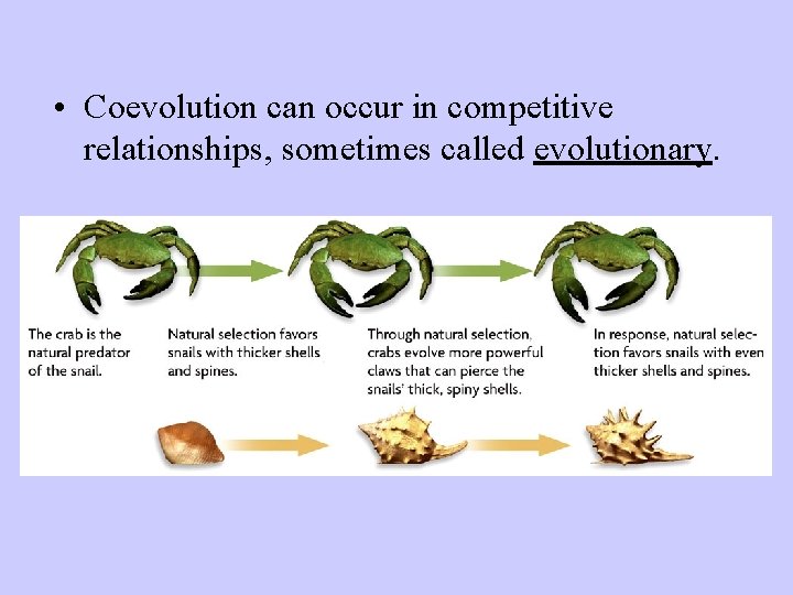  • Coevolution can occur in competitive relationships, sometimes called evolutionary. 