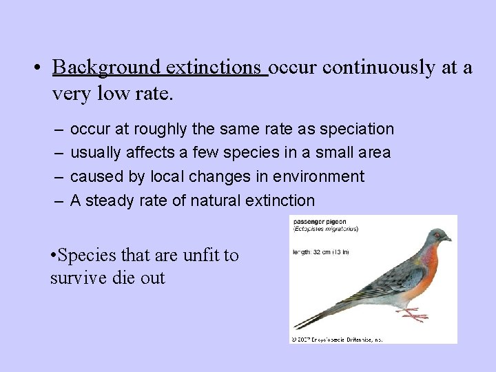  • Background extinctions occur continuously at a very low rate. – – occur