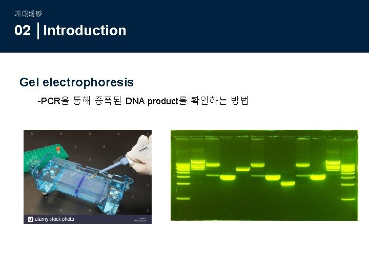 계대배양 02 Introduction Gel electrophoresis -PCR을 통해 증폭된 DNA product를 확인하는 방법 